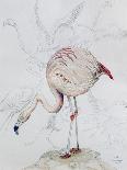 Flamingo-Carolyn Hubbard-Ford-Giclee Print