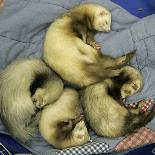 A Pack of Ferrets Clockwise from Top, Chewbacca, Hobart, Dixie B, Wolfgang Amadeaus Motzart-Carolyn Kaster-Stretched Canvas