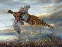 Soaring-Carolyn Mock-Mounted Art Print