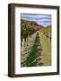 Carolyn's Sakonnet Vineyard, Little Compton, Rhode Island, USA-Lisa Engelbrecht-Framed Photographic Print