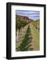 Carolyn's Sakonnet Vineyard, Little Compton, Rhode Island, USA-Lisa Engelbrecht-Framed Photographic Print