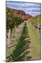 Carolyn's Sakonnet Vineyard, Little Compton, Rhode Island, USA-Lisa Engelbrecht-Mounted Photographic Print