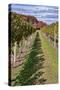 Carolyn's Sakonnet Vineyard, Little Compton, Rhode Island, USA-Lisa Engelbrecht-Stretched Canvas