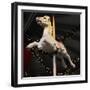 Carousel Horse-Ned Frisk Photography-Framed Photographic Print