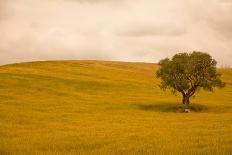 Field in Lower Tuscany-Caroyl La Barge-Photographic Print