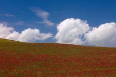 Red Clover Field, Sicily-Caroyl La Barge-Photographic Print