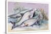 Carp Bream and Roach-Robert Hamilton-Stretched Canvas