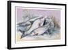 Carp Bream and Roach-Robert Hamilton-Framed Art Print