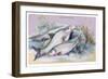 Carp Bream and Roach-Robert Hamilton-Framed Art Print