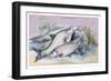 Carp Bream and Roach-Robert Hamilton-Framed Art Print