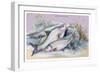 Carp Bream and Roach-Robert Hamilton-Framed Art Print