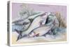 Carp Bream and Roach-Robert Hamilton-Stretched Canvas