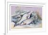 Carp Bream and Roach-Robert Hamilton-Framed Art Print