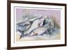 Carp Bream and Roach-Robert Hamilton-Framed Art Print