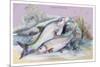 Carp Bream and Roach-Robert Hamilton-Mounted Art Print