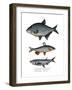 Carp Bream-null-Framed Giclee Print