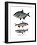 Carp Bream-null-Framed Giclee Print