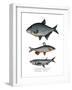 Carp Bream-null-Framed Giclee Print