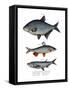 Carp Bream-null-Framed Stretched Canvas