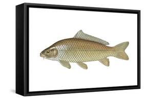 Carp (Cyprinus Carpio), Fishes-Encyclopaedia Britannica-Framed Stretched Canvas