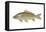 Carp (Cyprinus Carpio), Fishes-Encyclopaedia Britannica-Framed Stretched Canvas