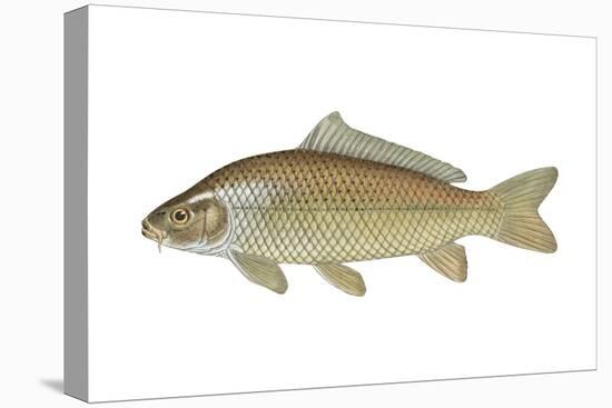 Carp (Cyprinus Carpio), Fishes-Encyclopaedia Britannica-Stretched Canvas