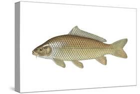 Carp (Cyprinus Carpio), Fishes-Encyclopaedia Britannica-Stretched Canvas