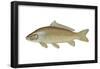 Carp (Cyprinus Carpio), Fishes-Encyclopaedia Britannica-Framed Poster