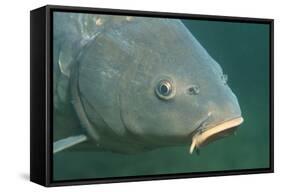 Carp Head (Cyprinus Carpio), Germany.-Reinhard Dirscherl-Framed Stretched Canvas