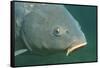 Carp Head (Cyprinus Carpio), Germany.-Reinhard Dirscherl-Framed Stretched Canvas