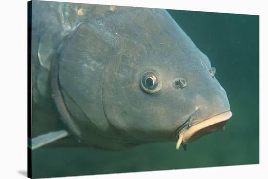 Carp Head (Cyprinus Carpio), Germany.-Reinhard Dirscherl-Stretched Canvas