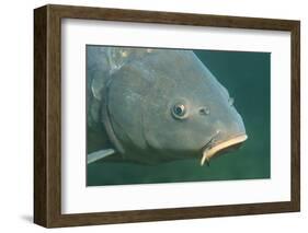 Carp Head (Cyprinus Carpio), Germany.-Reinhard Dirscherl-Framed Photographic Print