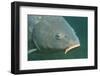 Carp Head (Cyprinus Carpio), Germany.-Reinhard Dirscherl-Framed Photographic Print