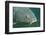 Carp Head (Cyprinus Carpio), Germany.-Reinhard Dirscherl-Framed Photographic Print