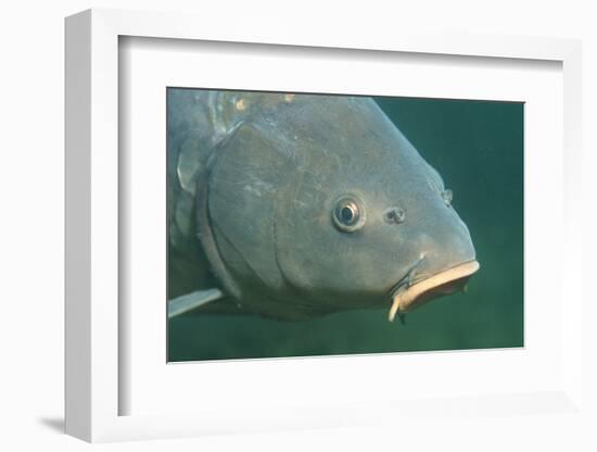 Carp Head (Cyprinus Carpio), Germany.-Reinhard Dirscherl-Framed Photographic Print