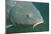 Carp Head (Cyprinus Carpio), Germany.-Reinhard Dirscherl-Mounted Photographic Print