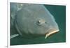 Carp Head (Cyprinus Carpio), Germany.-Reinhard Dirscherl-Framed Photographic Print