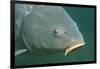 Carp Head (Cyprinus Carpio), Germany.-Reinhard Dirscherl-Framed Photographic Print