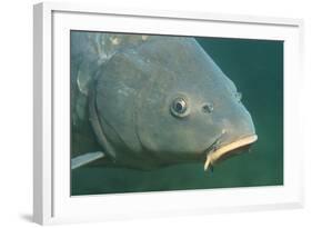 Carp Head (Cyprinus Carpio), Germany.-Reinhard Dirscherl-Framed Photographic Print