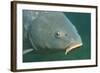 Carp Head (Cyprinus Carpio), Germany.-Reinhard Dirscherl-Framed Photographic Print