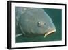 Carp Head (Cyprinus Carpio), Germany.-Reinhard Dirscherl-Framed Photographic Print