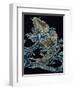 Carp in Waves-null-Framed Premium Giclee Print