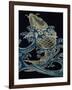 Carp in Waves-null-Framed Giclee Print