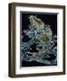 Carp in Waves-null-Framed Giclee Print