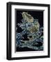 Carp in Waves-null-Framed Giclee Print