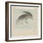 Carp (Koi) (Colour Woodblock Print)-Ohara Koson-Framed Giclee Print