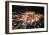 Carp-Seaham-Framed Photographic Print