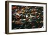 Carp-Seaham-Framed Photographic Print