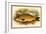 Carp-A.f. Lydon-Framed Art Print