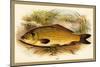 Carp-A.f. Lydon-Mounted Art Print